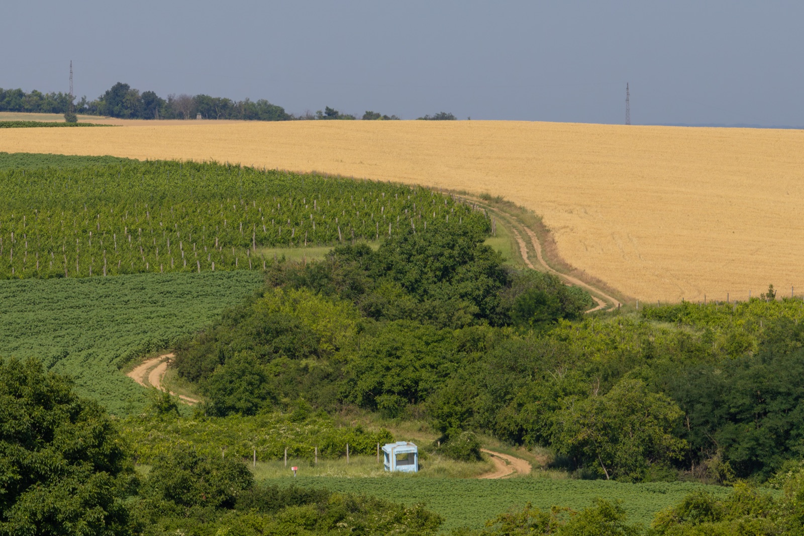 Golden grain fields and vineyard rows in the Baranja countryside